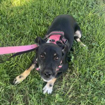 Caroline -  Jack Russell Terrier and German Shepherd Dog Dog for Adoption in Schertz, Texas - Caroline | PetCurious