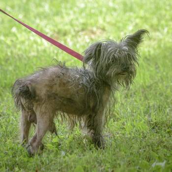 Rescue Chinese Crested Dog Dogs for Adoption in Lambertville, New Jersey - Marvin | PetCurious