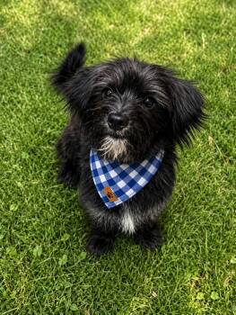 Peter -  Cairn Terrier and Yorkshire Terrier Dog for Adoption in Phoenix, Arizona - Peter | PetCurious