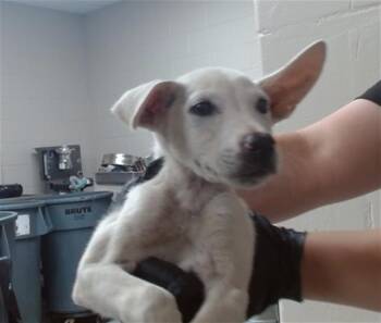 A185177 -  German Shepherd Dog and Mixed Breed Dog for Adoption in Pasadena, Texas - A185177 | PetCurious