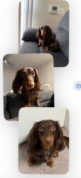 Jelly Bean - Las Vegas -  Dachshund Dog for Adoption in Los Angeles, California - Jelly Bean - Las Vegas | PetCurious