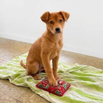 Golden Retriever Dogs Available for Adoption in Boca Raton, Florida - Milka | PetCurious