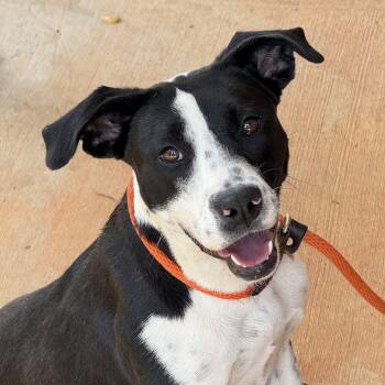 Ellie -  Labrador Retriever Dog for Adoption in Meherrin, Virginia - Ellie | PetCurious