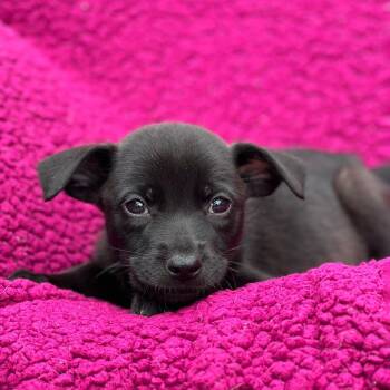 Labrador Retriever Dogs Available for Adoption in San Diego, California - Windy Pup - Gusty | PetCurious