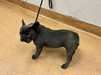 French Bulldog Dogs Available for Adoption in Martinez, California - TIPPER | PetCurious