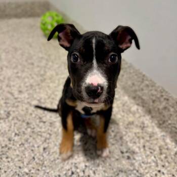 Rescue Pit Bull Terrier Dogs for Adoption in Northville, Michigan - Milo | PetCurious