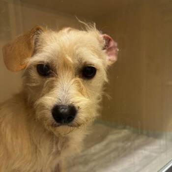 Biscuit -  Terrier and Mixed Breed Dog for Adoption in Concord, North Carolina - Biscuit | PetCurious