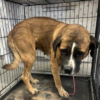 111999 -  Mixed Breed Dog for Adoption in Las Cruces, New Mexico - 111999 | PetCurious