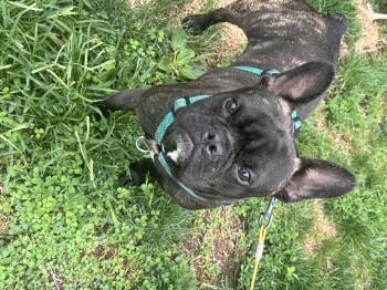 Chip -  French Bulldog Dog for Adoption in Rochester, New York - Chip | PetCurious
