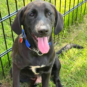 Diandre -  Mixed Breed Dog for Adoption in Wheeling, Illinois - Diandre | PetCurious