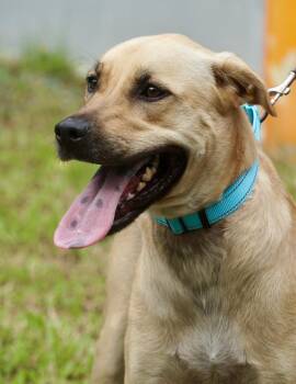 Luna -  Australian Cattle Dog Blue Heeler and Black Mouth Cur Dog for Adoption in Punta Santiago, Humacao - Luna | PetCurious
