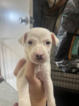 Diesel -  Australian Cattle Dog Blue Heeler Dog for Adoption in Penryn, California - Diesel | PetCurious