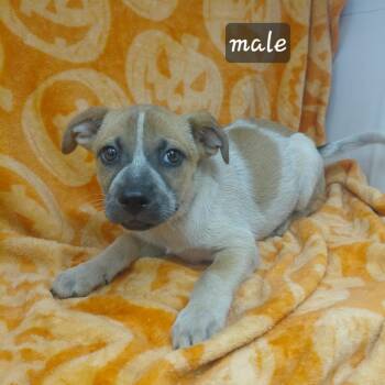 Cinch -  Cattle Dog and Australian Cattle Dog Blue Heeler Dog for Adoption in New Tazewell, Tennessee - Cinch | PetCurious