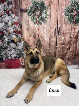 Rescue German Shepherd Dog Dogs for Adoption in Urbana, Ohio - Coco | PetCurious