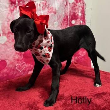 Labrador Retriever Dogs Available for Adoption - Holly | PetCurious