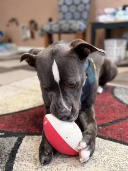 POE -  Pit Bull Terrier Dog for Adoption in Indianapolis, Indiana - POE | PetCurious