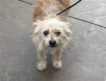 BEAR -  Mixed Breed Dog for Adoption in Dallas, Texas - BEAR | PetCurious