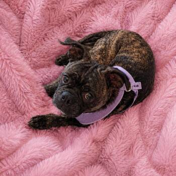 Marnie -  Boston Terrier and Pug Dog for Adoption in Lake Placid, Florida - Marnie | PetCurious