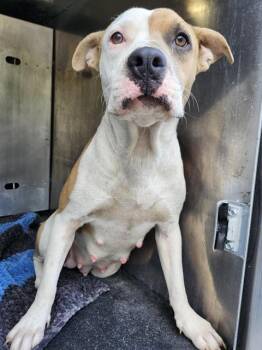 HONEYBUN -  American Bulldog Dog for Adoption in San Antonio, Texas - HONEYBUN | PetCurious