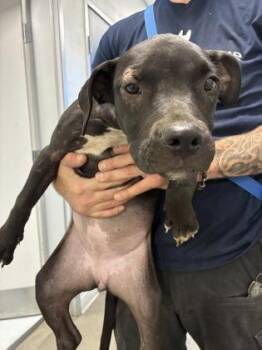 Fajita -  Pit Bull Terrier and Mixed Breed Dog for Adoption in Fresno, California - Fajita | PetCurious