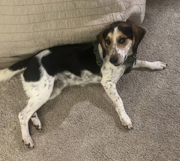 Rescue Beagle Dogs for Adoption in Herndon, Virginia - Timothy | PetCurious