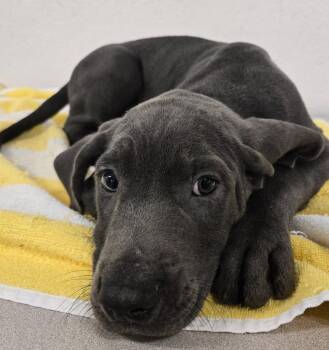 GIBBS -  Retriever and Great Dane Dog for Adoption in Sandusky, Ohio - GIBBS | PetCurious