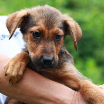CT Banquet -  German Shepherd Dog and Labrador Retriever Dog for Adoption in Stormville, New York - CT Banquet | PetCurious