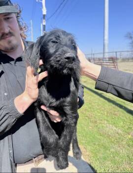Labradoodle Dogs Available for Adoption - Fancy | PetCurious