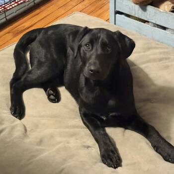 Black Labrador Retriever Dogs Available for Adoption - August | PetCurious