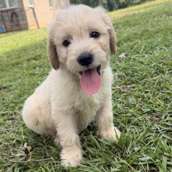 Prince -  Goldendoodle Dog for Adoption in Warrior, Alabama - Prince | PetCurious