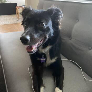 Border Collie and Mixed Breed Dogs Available for Adoption in San Francisco, California - Santana | PetCurious