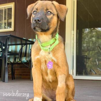 Shepherd Dogs Available for Adoption in Cheyenne, Wyoming - Frannie | PetCurious