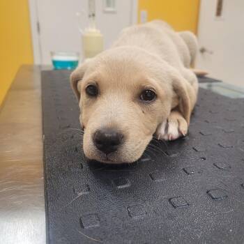 Emma -  Labrador Retriever and Shepherd Dog Available for Adoption in Clarksdale, Mississippi - Emma | PetCurious