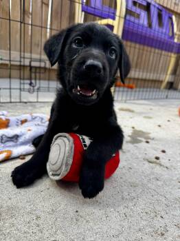 Labrador Retriever and Mixed Breed Dogs Available for Adoption - Doodle | PetCurious