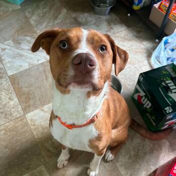 Rusty -  Catahoula Leopard Dog and Pit Bull Terrier Dog for Adoption in Dysart, Iowa - Rusty | PetCurious