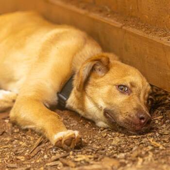 Espresso Martini -  Mixed Breed Dog for Adoption in Decatur, Georgia - Espresso Martini | PetCurious