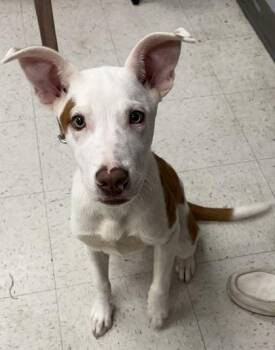 Caleb -  Terrier Dog for Adoption in Gulfport, Mississippi - Caleb | PetCurious