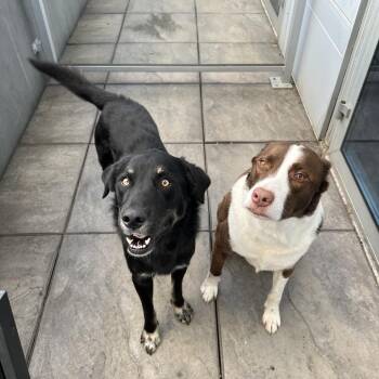 Husky and Border Collie Dogs Available for Adoption - Sugar Bear | PetCurious