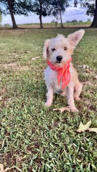 Benji -  Cairn Terrier and Norfolk Terrier Dog for Adoption - Benji | PetCurious