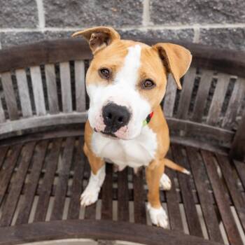 Kaycee -  Mixed Breed Dog for Adoption in Cape Girardeau, Missouri - Kaycee | PetCurious