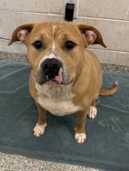 Brownie Sundae -  Pit Bull Terrier and Mixed Breed Dog for Adoption in Kansas City, Missouri - Brownie Sundae | PetCurious