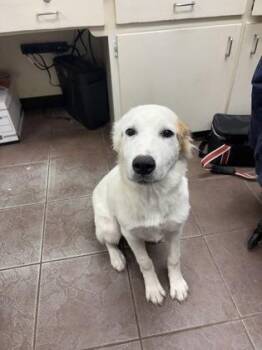 Kendra -  Great Pyrenees Dog for Adoption in Cleburne, Texas - Kendra | PetCurious