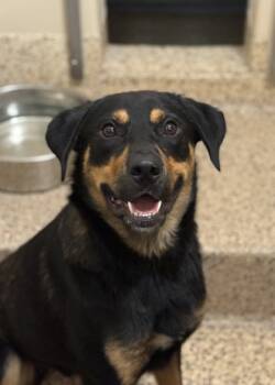 Rescue Mixed Breed Dogs for Adoption in Aiken, South Carolina - Barkley 60513 | PetCurious