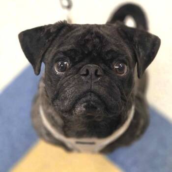 Rescue Pug Dogs for Adoption in Alvin, Texas - Rocky | PetCurious