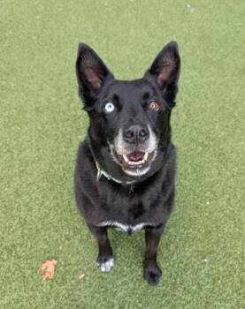 Cole -  Border Collie and Australian Cattle Dog Blue Heeler Dog for Adoption in Bellevue, Washington - Cole | PetCurious