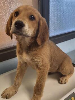 Golden Retriever Dogs Available for Adoption in Lawrenceville, Georgia - Pen 216 Libby | PetCurious