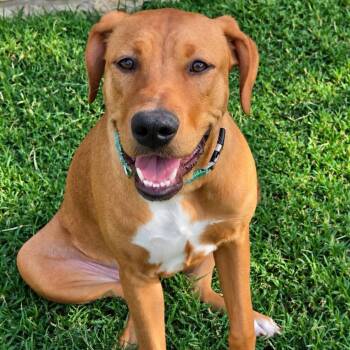 Dorothy Jolene (Dolly) -  Labrador Retriever Dog for Adoption in Fort Worth, Texas - Dorothy Jolene (Dolly) | PetCurious