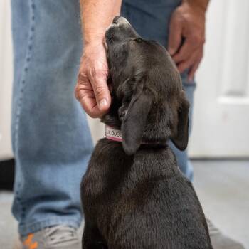 Jalouse -  Black Mouth Cur and Mixed Breed Dog for Adoption in Pawling, New York - Jalouse | PetCurious