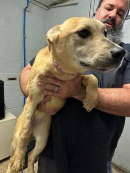 Shepherd and Mixed Breed Dogs Available for Adoption - Julie (Pink Accessory Collar) | PetCurious