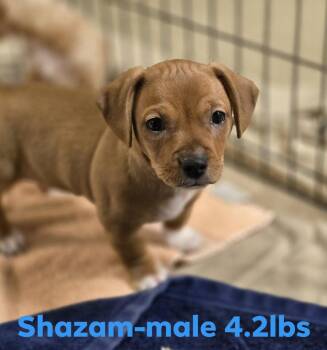 Chihuahua and Terrier Dogs Available for Adoption in Social Circle, Georgia - SHAZAM | PetCurious